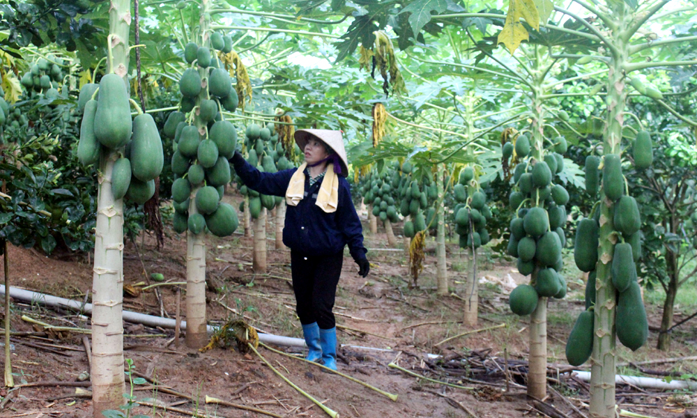  Liên kết sản xuất: Tăng giá trị, thuận đầu ra 